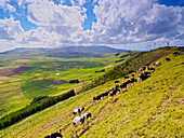 Cows on the slope of Serra do Cume, Terceira Island, Azores, Portugal, Atlantic, Europe