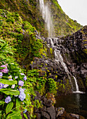 Poco do Bacalhau Waterfall, Faja Grande, Flores Island, Azores, Portugal, Atlantic, Europe