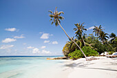 Palm trees lean over white sand, under a blue sky, on Bandos Island in The Maldives, Indian Ocean, Asia