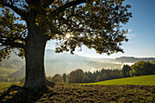 Solitary oak, English oak (Quercus robur) in autumn, Freiburg im Breisgau, Black Forest, Baden-Württemberg, Germany