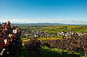 Dorf in den Weinbergen, Ebringen, bei Freiburg im Breisgau, Markgräflerland, Schwarzwald, Baden-Württemberg, Deutschland