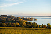 Ausblick auf Bodensee im Herbst, hinten Schweizer Alpen mit Säntis, Uhldingen-Mühlhofen, Bodensee, Baden-Württemberg, Deutschland