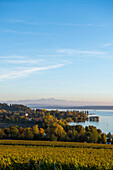 Ausblick auf Bodensee im Herbst, hinten Schweizer Alpen mit Säntis, Uhldingen-Mühlhofen, Bodensee, Baden-Württemberg, Deutschland