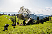 Ausblick auf hügelige Landschaft, bei St Peter, Schwarzwald, Baden-Württemberg, Deutschland