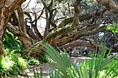 im Emily Place Park, Auckland, Nordinsel, Neuseeland