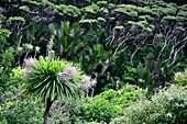 in the jungle of Piha in the Waitakere, near Auckland, North Island, New Zealand