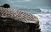 Muriwai Beach with Blunderer birds, North Island, New Zealand