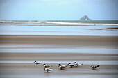 am Ninety Mile Beach, Northland, Nordinsel, Neuseeland