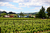 Weingut und Hotel: Margrain, Weingebiet Martinborough, Nordinsel, Neuseeland