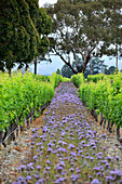 Cloudy Bay Weingut, Sauvignon Blanc Weine im Wairau Valley, Südinsel, Neuseeland