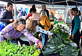 Landwirtschafts-Markt in Lyttelton bei Christchurch, Ostküste, Südinsel, Neuseeland
