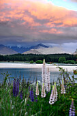 At southern Seashore, Lake Tekapo, South Island, New Zealand