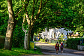 Tree avenü in monastery, Hiddensee, Rügen, Baltic Sea coast, Mecklenburg-Vorpommern, Germany