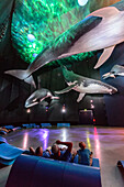 20 Meter hohe Halle '1-1 Riesen der Meere' mit Wal Modelen im Ozeaneum, Stralsund, Ostseeküste, Mecklenburg-Vorpommern, Deutschland