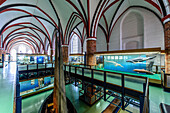 Ausstellung im Meeresmuseum, Stralsund, Ostseeküste, Mecklenburg-Vorpommern, Deutschland