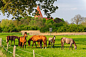 Pferde auf einer Wiese, Kirchdorf,  Insel Poel,  Ostseeküste, Mecklenburg-Vorpommern, Deutschland