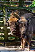 Two European bisons in the national park, Wollin, Baltic Sea coast, Poland