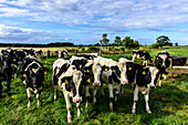 Young cows on the small mountain range Kühlung, Kühlungsborn, Ostseeküste, Mecklenburg-Western Pomerania Germany