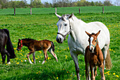 Horses with foals on a meadow, Insel Poel, Ostseeküste, Mecklenburg-Western Pomerania, Germany