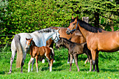Pferde mit Fohlen auf einer Wiese, Insel Poel,  Ostseeküste, Mecklenburg-Vorpommern, Deutschland