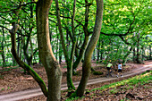 Joggers and cyclists in the Darsser Jungle, Baltic Sea Coast, Mecklenburg-Vorpommern, Germany