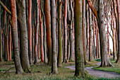 Gespenster Wald bei Nienhagen, , Ostseeküste, Mecklenburg-Vorpommern, Deutschland