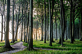 Ghost Forest near Nienhagen, Baltic Sea Coast, Mecklenburg-Western Pomerania, Germany