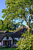 Garden and thatched houses in the fishing village Vitt, Rügen, Ostseeküste, Mecklenburg-Western Pomerania, Germany