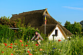 Blumenwiese mit Radfahrer in Ahrenshoop, Fischland, Ostseeküste, Mecklenburg-Vorpommern Ostseeküste,  Deutschland
