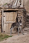Donkey in mountain village Kandovan, Eastazerbaijan, Iran, Asia