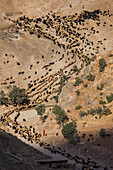 Ziegenherde in Palangan, Kurdistan, Iran, Asien