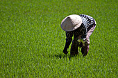 Reisanbau in Vietnam, Asien