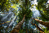 Jungle in central highland of Vietnam, Asia