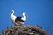 Storks on the roof in Morocco, Africa