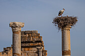 Storks on the ruins of Volubilis, Morocco, Africa