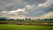 Farmers at work in marshy pointed landscape at Staffelsee, Uffing, Upper Bavaria, Germany