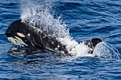 A young Type D (sub-Antarctic) killer whale (Orcinus orca), surfacing in the Drake Passage, Antarctica, Polar Regions