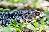 An adult Argentine black and white tegu (Salvator merianae), Pousado Alegre, Mato Grosso, Brazil, South America