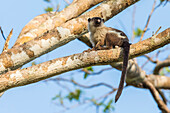 An adult black-tailed marmoset (Mico melanurus), Pousado Rio Claro, Mato Grasso, Brazil, South America