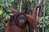 Wild male Bornean orangutan (Pongo pygmaeus), on the Buluh Kecil River, Borneo, Indonesia, Southeast Asia, Asia