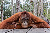 Mother Bornean orangutan (Pongo pygmaeus) on feeding platform, Buluh Kecil River, Borneo, Indonesia, Southeast Asia, Asia