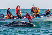 Adult California gray whale (Eschritius robustus), with tourists in San Ignacio Lagoon, Baja California Sur, Mexico, North America