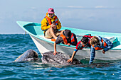 California gray whale calf (Eschritius robustus), with tourists in San Ignacio Lagoon, Baja California Sur, Mexico, North America