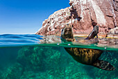 California sea lion (Zalophus californianus), half above and half under at Los Islotes, Baja California Sur, Mexico, North America