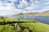 Sheep on green meadows, Skipanes, Eysturoy Island, Faroe Islands, Denmark, Europe