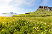 Wild flowers in the green meadows, Gasadalur, Vagar Island, Faroe Islands, Denmark, Europe