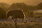 Ostrich (Struthio camelus), Addo National Park, Eastern Cape, South Africa, Africa