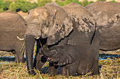 Elephant (Loxodonta africana) and calf, Chobe National Park, Botswana, Africa