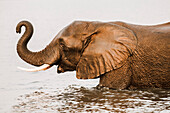 African elephant (Loxodonta africana) in river, Chobe River, Botswana, Africa