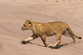 Lion (Panthera leo) cub, Chobe National Park, Botswana, Africa